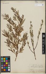 Foto von Salix repens L. x Salix viminalis L.